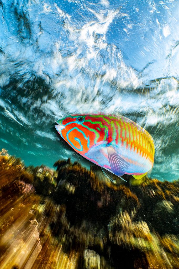 Vítězné fotografie ze soutěže Underwater Photographer of the Year 2023