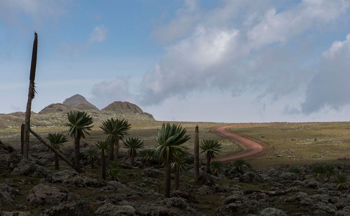 Národní park Bale Mountains, Etiopie