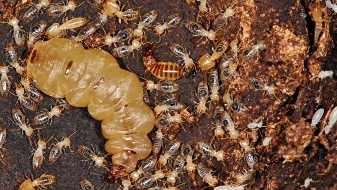 Trailer dokumentu Svět podle termitů.