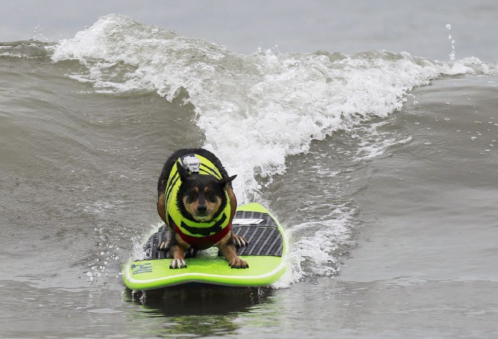 Psi na surfech