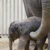 První slůně v pražské zoo