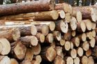 Nelegální těžba dřeva v lesích se rozmáhá, zjistila inspekce