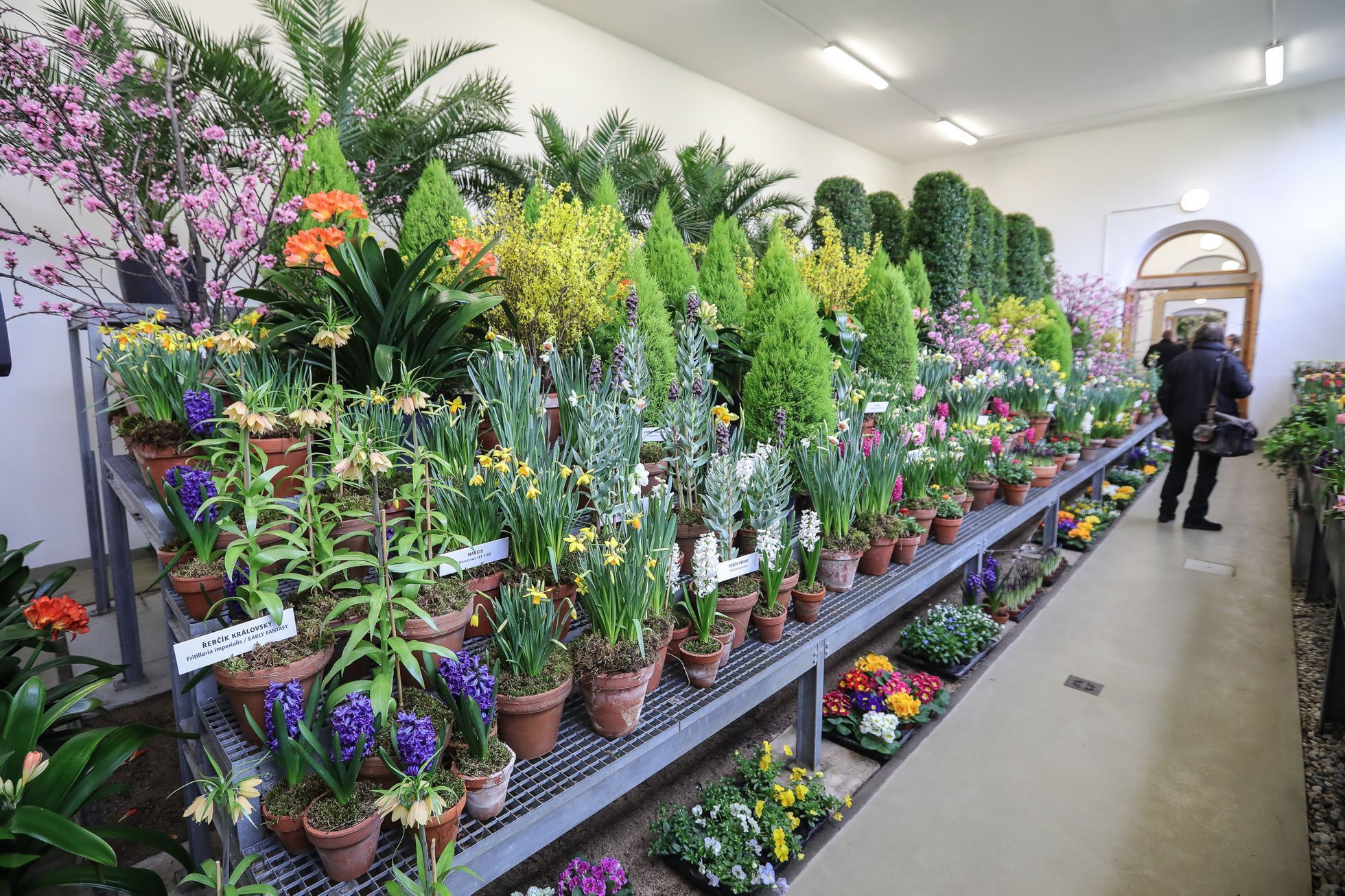 Výstava květin Předjaří, Pražský Hrad