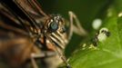 A morpho peleides butterfly lays its eggs, while two ants surround one, in Butterfly Garden in La Guacima, northwest of San Jose, May 14, 2012. According to the owner Joris Brinkerhoff, who is from the U.S and has more than 29-years of experience dedicated to the export of butterfly cocoons, more than 80,000 cocoons of butterflies, of 70 different species, are exported every month from Costa Rica to Europe, Asia, Canada, Mexico and the United States, with prices of the cocoons ranging from $3 to $10 each. REUTERS/Juan Carlos Ulate (COSTA RICA - Tags: SOCIETY ANIMALS BUSINESS TPX IMAGES OF THE DAY) Published: Kvě. 15, 2012, 4:17 dop.