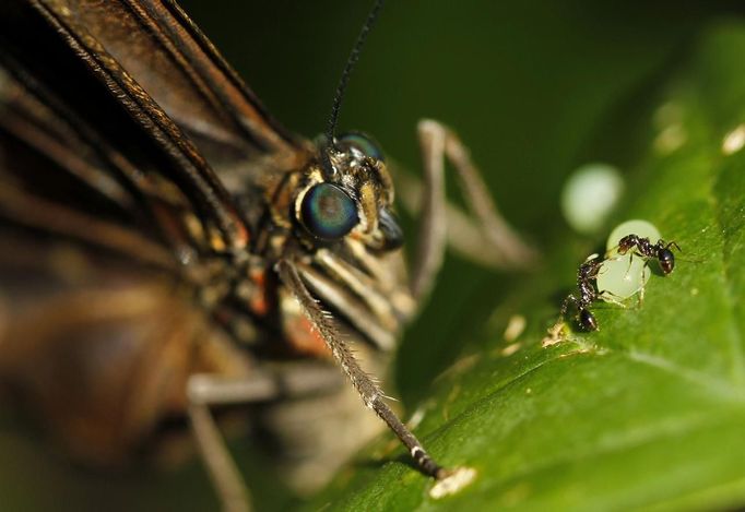 A morpho peleides butterfly lays its eggs, while two ants surround one, in Butterfly Garden in La Guacima, northwest of San Jose, May 14, 2012. According to the owner Joris Brinkerhoff, who is from the U.S and has more than 29-years of experience dedicated to the export of butterfly cocoons, more than 80,000 cocoons of butterflies, of 70 different species, are exported every month from Costa Rica to Europe, Asia, Canada, Mexico and the United States, with prices of the cocoons ranging from $3 to $10 each. REUTERS/Juan Carlos Ulate (COSTA RICA - Tags: SOCIETY ANIMALS BUSINESS TPX IMAGES OF THE DAY) Published: Kvě. 15, 2012, 4:17 dop.