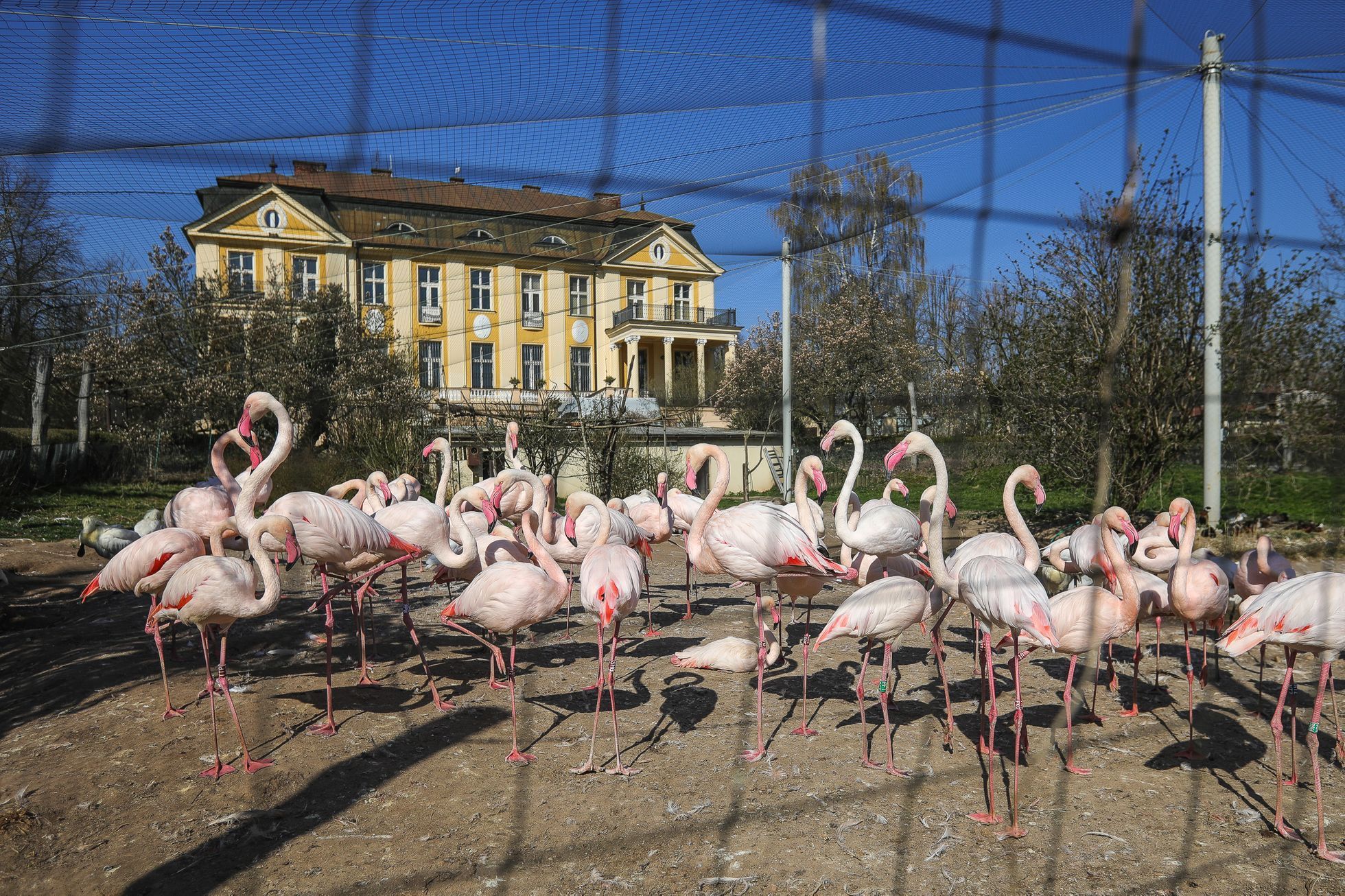 Uzavřená Zoo Dvůr Králové kvůli nouzovému stavu
