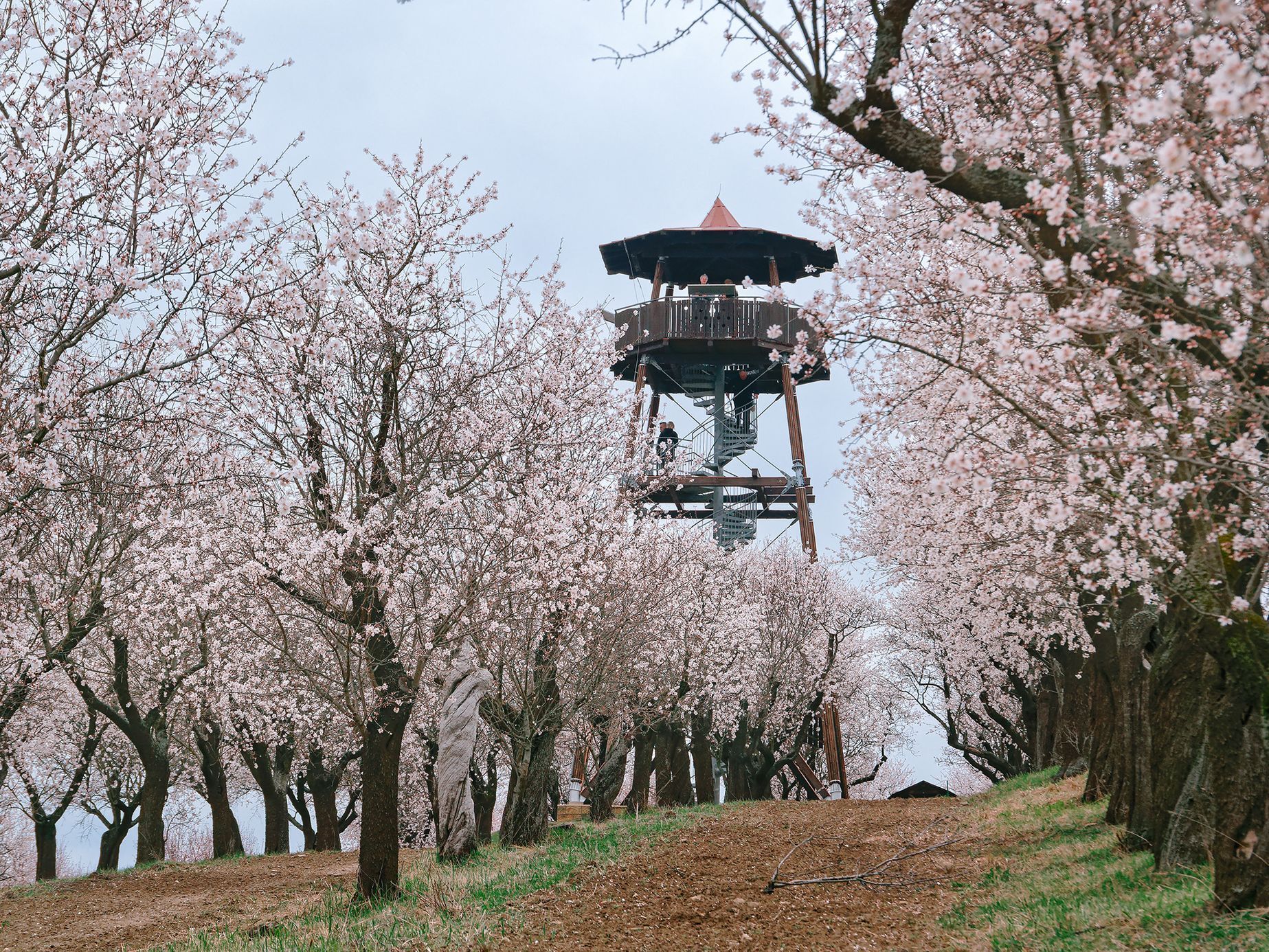 Mandloňové sady v Hustopečích v plném květu, březen 2024