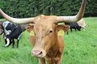 Království texaských longhornů: Zapadlá česká farma ukrývá unikátní chov dlouhorožců
