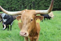 Království texaských longhornů: Zapadlá česká farma ukrývá unikátní chov dlouhorožců