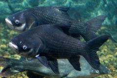 Ryby z Mořského světa uhynuly na embolii, škoda 1,2 milionu