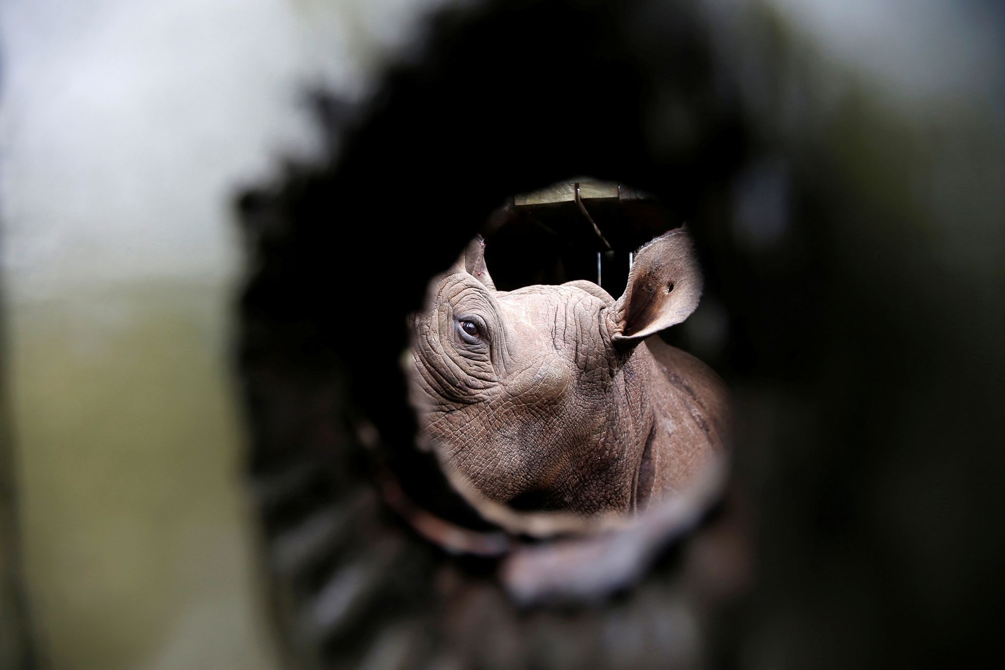 Fotogalerie / Jak se přesouvá nosorožec v Keňi / Reuters / 11
