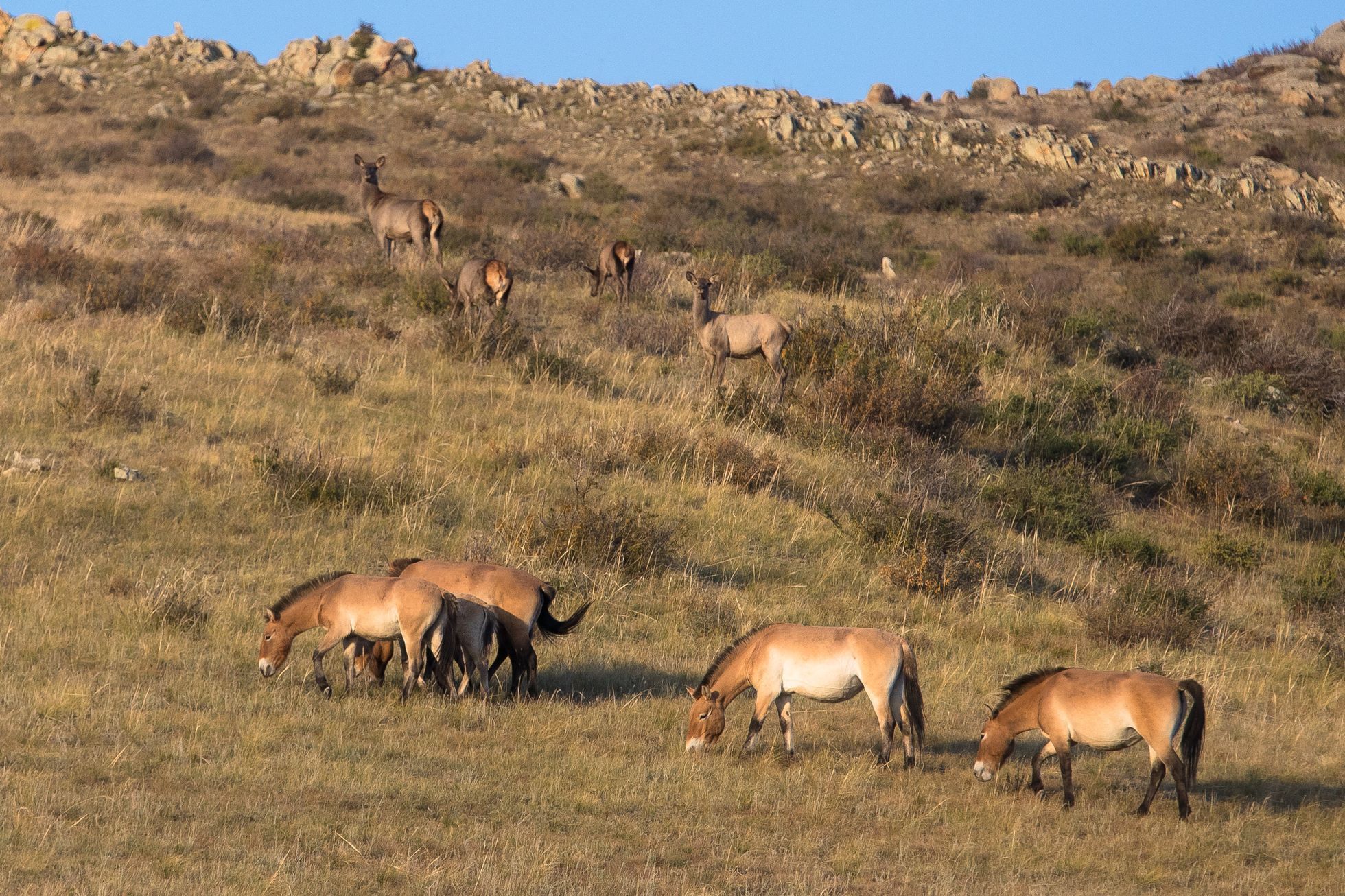 Mongolsko - kůň Převalského, Národní park Chustaj, koně, pláně, stepi