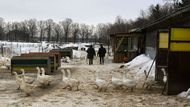 Kdysi na farmě pracovalo přes padesát lidí, dnes je jich zaměstnáno osm. I tak rybáři na chovu hus prodělávají.