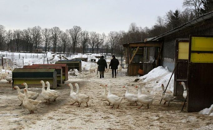 Kdysi na farmě pracovalo přes padesát lidí, dnes je jich zaměstnáno osm. I tak rybáři na chovu hus prodělávají.