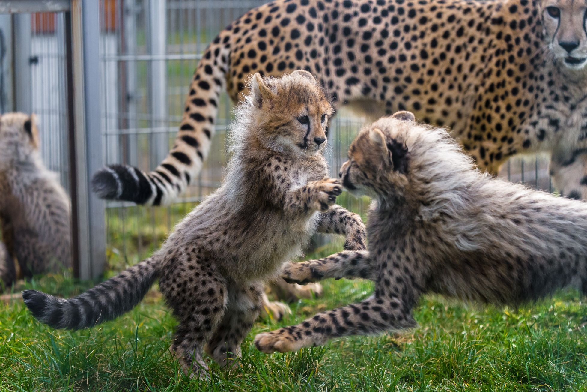 Zoo Praha, nová sezona 2015