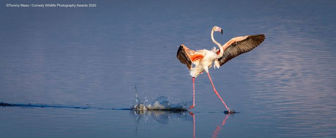 Vtipné fotky zvířat: Comedy Wildlife Photography Awards 2020