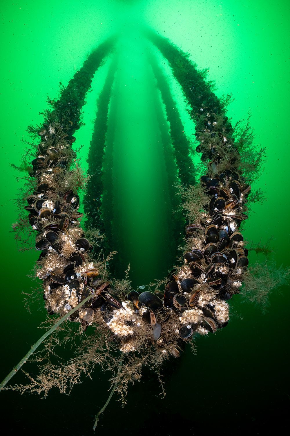 Vítězné fotografie ze soutěže Underwater Photographer of the Year 2023