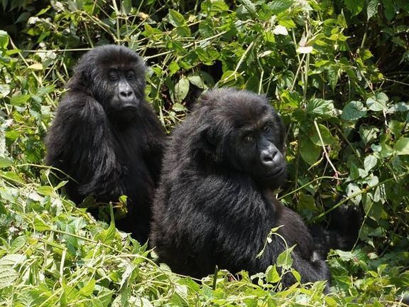 V národních parcích Virunga a Kahuzi-Biega lze mimo jiné vidět gorily ve volné přírodě.