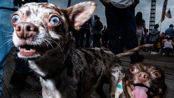 Nejlepší fotky světa. Od modlící se jeptišky po šimpanze, který zná tajemství