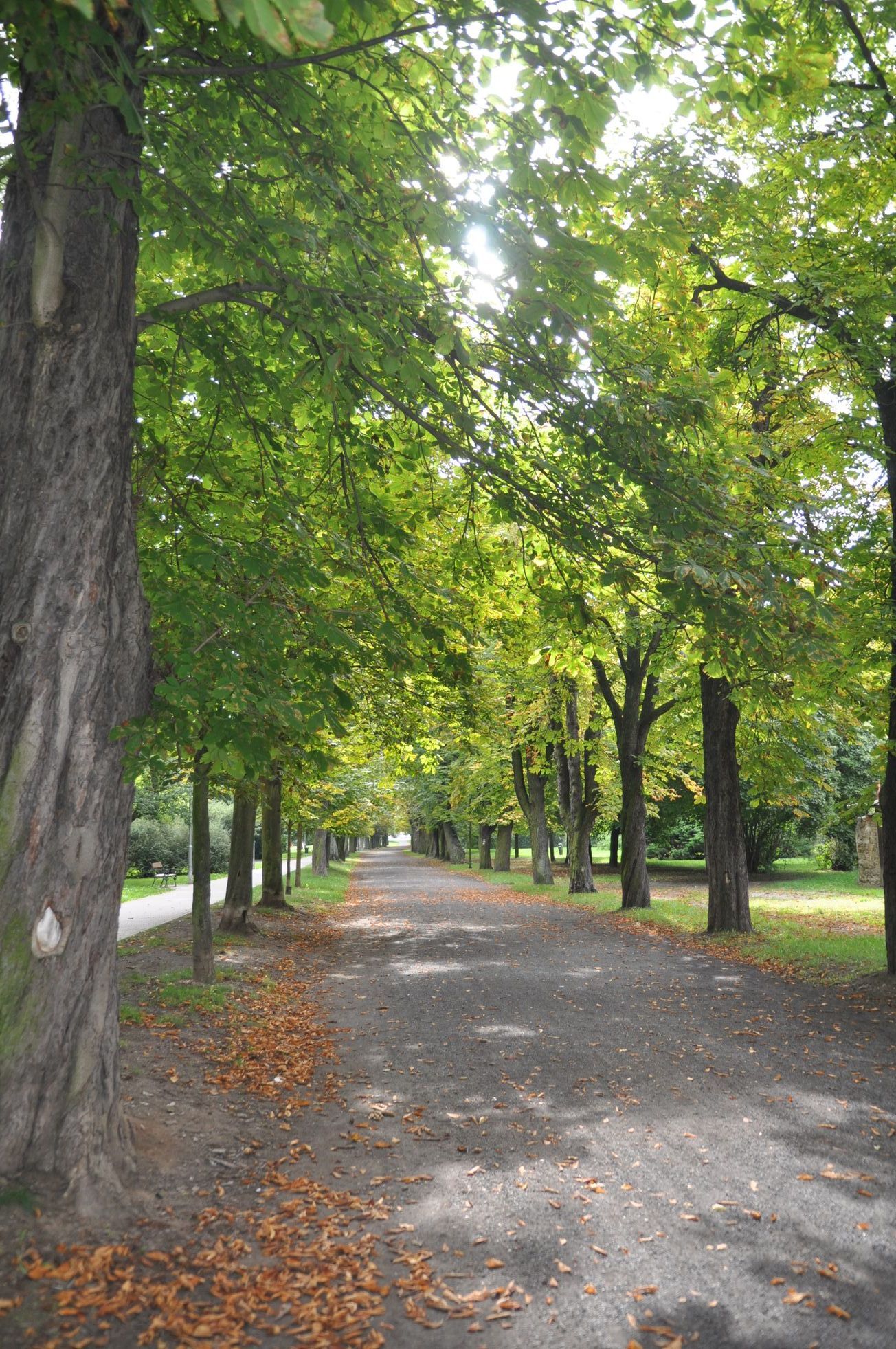 Soutěžní snímky Alej roku 2022