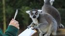 Ošetřovatel počítá lemury kata během akce pro média v rámci výroční kontroly stavu ve Whipsnade Zoo v Bedfordshiru, 10. ledna 2012. REUTERS/Olivia Harris