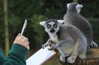 Lemurům hrozí vyhynutí. Decimují je pytláci i dřevorubci