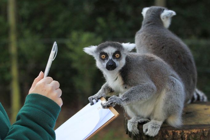 Ošetřovatel počítá lemury kata během akce pro média v rámci výroční kontroly stavu ve Whipsnade Zoo v Bedfordshiru, 10. ledna 2012. REUTERS/Olivia Harris