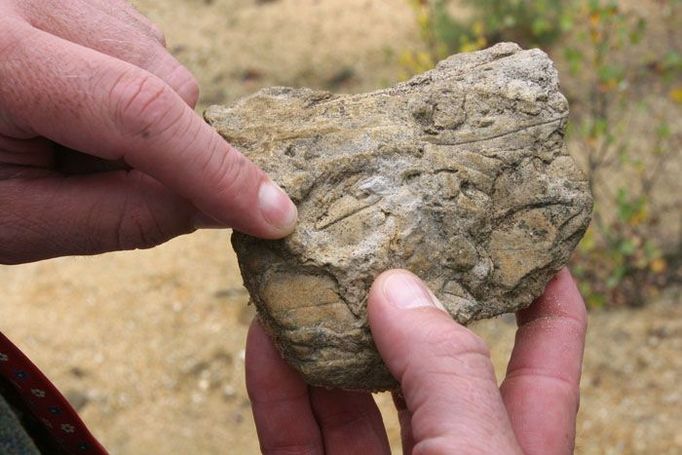 Na každém druhém kameni lze nalézt otisky prehistorických rostlin.