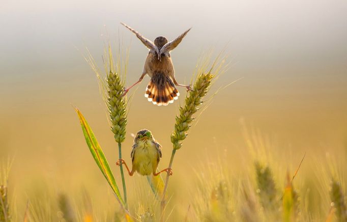 Travel Photographer of the Year 2018 - nelze použít na soc. sítích