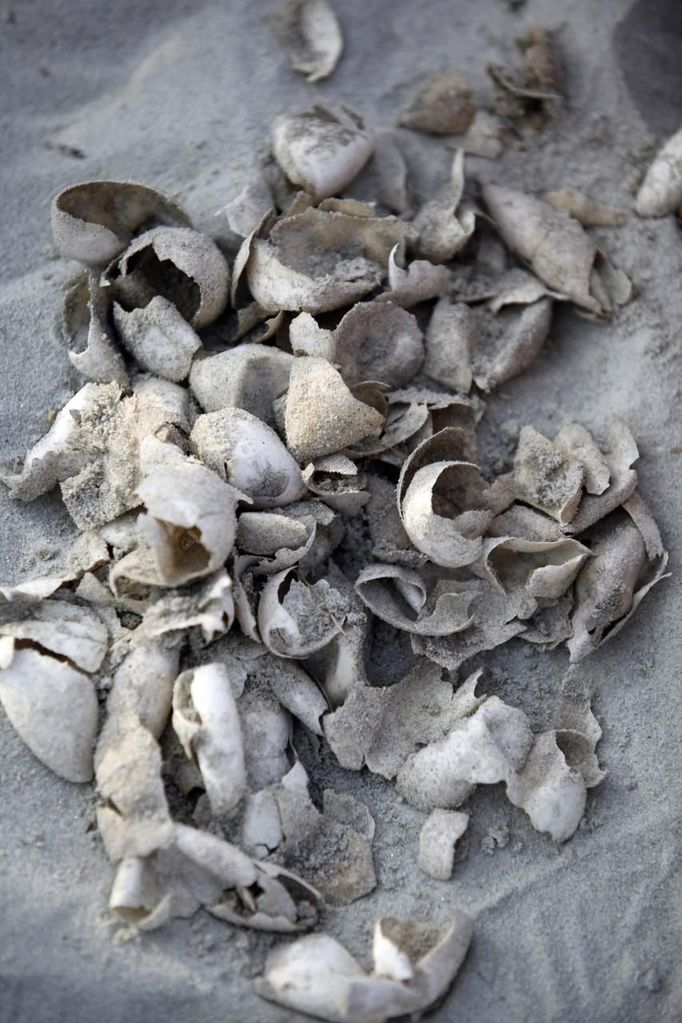 Hatched Loggerhead turtle eggs are counted by volunteers at an inventory on Pawleys Island, South Carolina August 16, 2012. Turtle volunteers walk the area's beaches along South Carolina's coast daily during the nesting season, looking for signs of turtle activity and keeping tabs on the progress of the endangered species of turtles that lay their eggs along the coast. Photo taken August 16, 2012. REUTERS/Randall Hill (UNITED STATES - Tags: ANIMALS ENVIRONMENT) Published: Srp. 21, 2012, 12:52 odp.