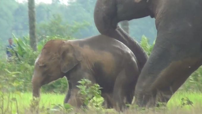 Slonice zachránila své mládě