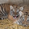 Tygři usurijští v olomoucké zoo
