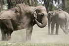 Slon v  cirkuse strhnul schody, zranil asi dvanáct lidí