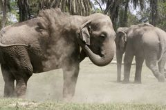 Země se chvěje: roztoužená slonice shání partnera