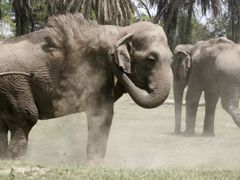Slon se sprchuje prachem. Zoologická zahrada v Chhatbiru na severu Indie