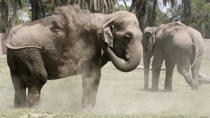 Sloni niční drobným zemědělcům v Indonésii, Nepálu a Namíbii úrodu za miliony dolarů.