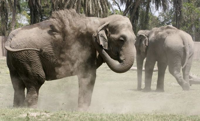 Slon se sprchuje prachem. Zoologická zahrada v Chhatbiru na severu Indie