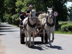 V takovém spřežení by mohl český kůň vozit královské novomanžele.