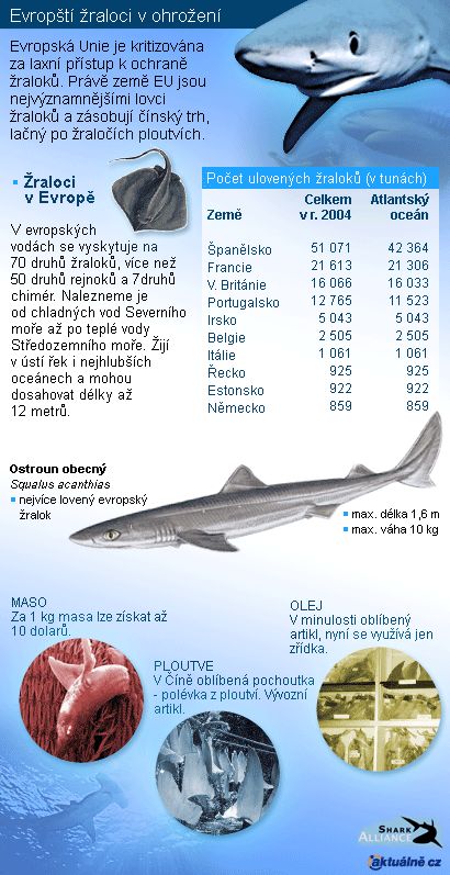 Evropští žraloci v ohrožení