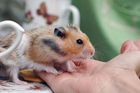 České vědkyni se po úspěchu s klonováním myší podařilo geneticky modifikovat křečky