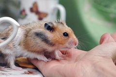 České vědkyni se po úspěchu s klonováním myší podařilo geneticky modifikovat křečky