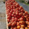 Farma Pech
