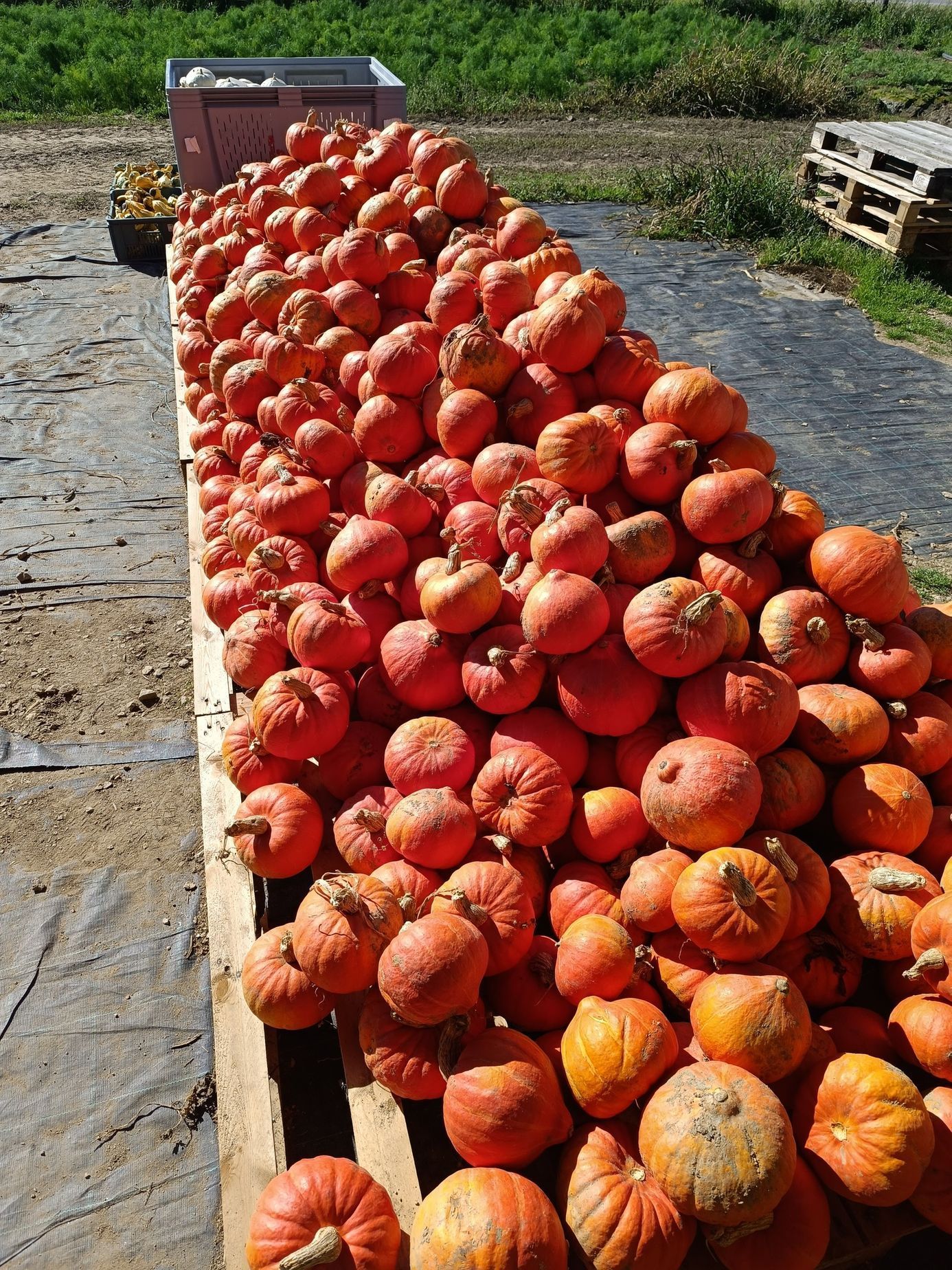 Farma Pech