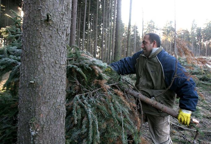 Práce na pasekách není nijak složitá. Větve, které zůstaly na zemi po odvezení kmenů, je potřeba dát na hromady na okraji paseky, kde je později zpracuje štěpkovač.