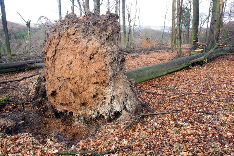 Emma si hrála s duby