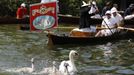 A swan and cygnets swim away from the Queen's Swan Uppers during the annual Swan Upping ceremony on the River Thames between Shepperton and Windsor in southern England J