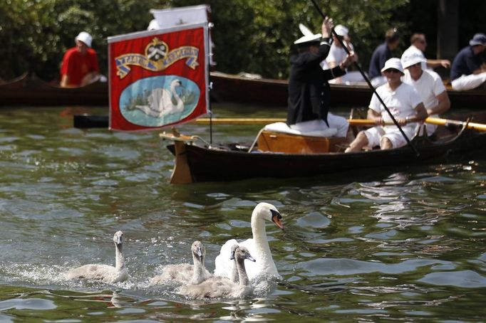 A swan and cygnets swim away from the Queen's Swan Uppers during the annual Swan Upping ceremony on the River Thames between Shepperton and Windsor in southern England J