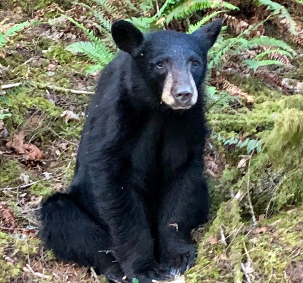 Situace se vyhrotila, když policisté zjistili, že turisté nechávají v lese velké množství jídla pro malé medvídě. | Foto: WCSO Oregon