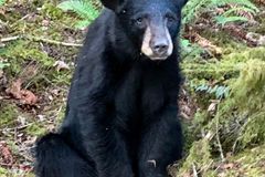 Strážci v USA zastřelili medvídě, příliš si zvyklo na lidi, kteří ho krmili a fotili