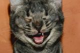 Fie Olsen: Kočičí smích. Ukázka ze snímků doposud přihlášených do soutěže Animal Friends Comedy Pet Photo Awards